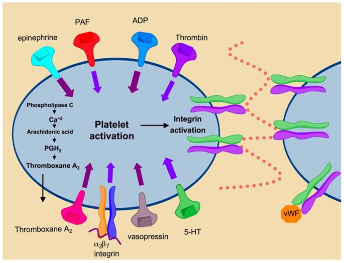 Anti-Integrin Therapies