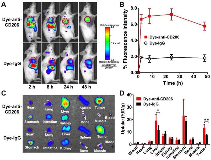 Molecular Imaging of Tumor-Infiltrating Macrophages in a Preclinical