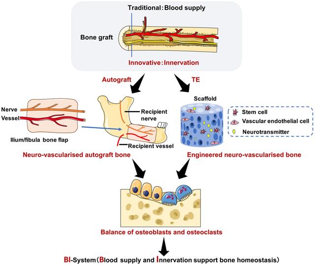 The neural system regulates bone homeostasis via mesenchymal stem cells