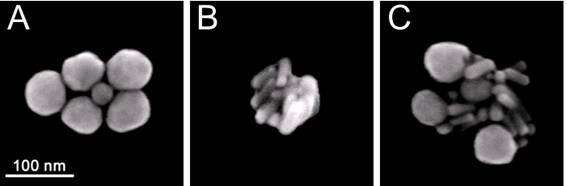 Theranostics Image