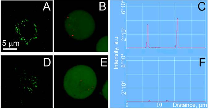 Theranostics Image