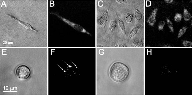 Theranostics Image