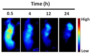 Theranostics Image