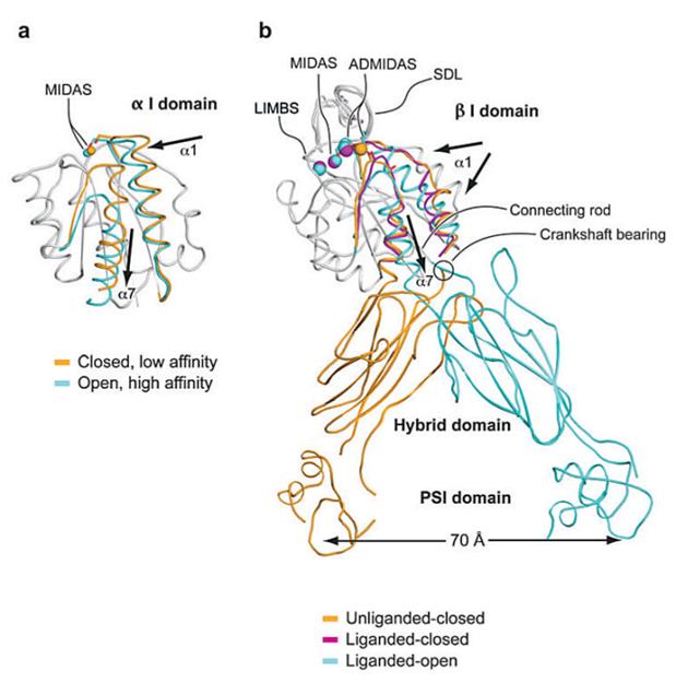 Theranostics Image