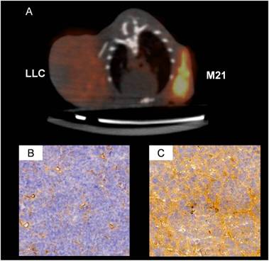 Theranostics Image