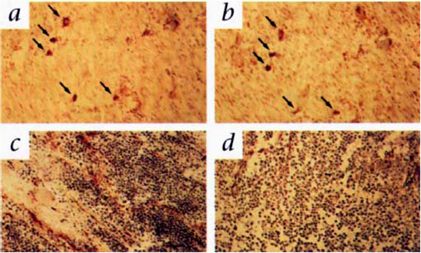 Theranostics Image