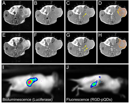 Theranostics Image