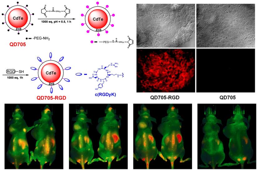 Theranostics Image