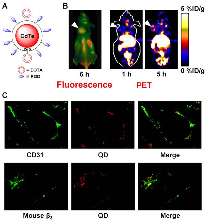 Theranostics Image