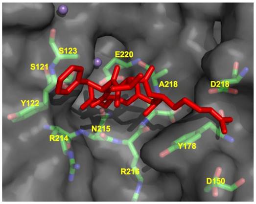 Theranostics Image