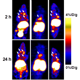 Theranostics Image