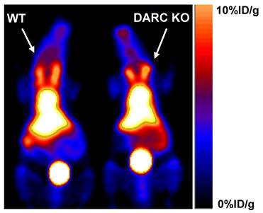 Theranostics Image