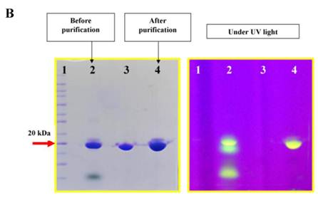 Theranostics Image