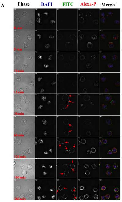 Theranostics Image