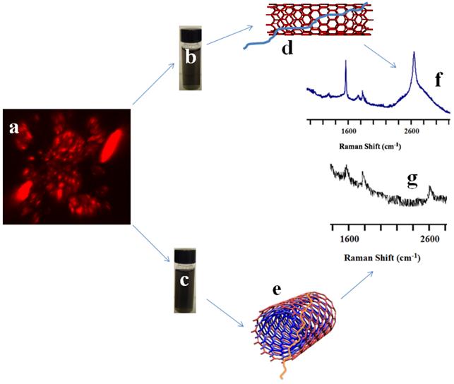 Theranostics Image