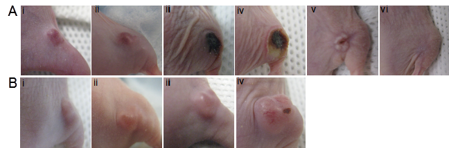 Theranostics Image