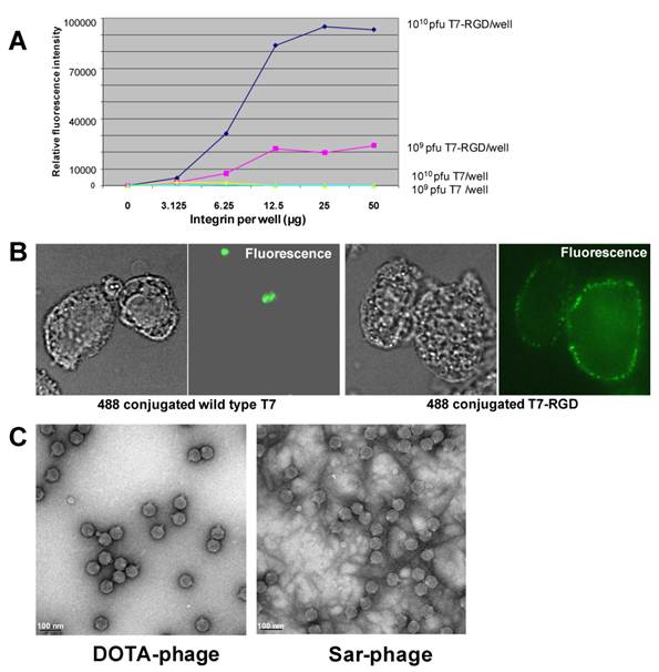 Theranostics Image