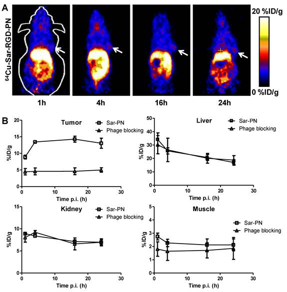 Theranostics Image