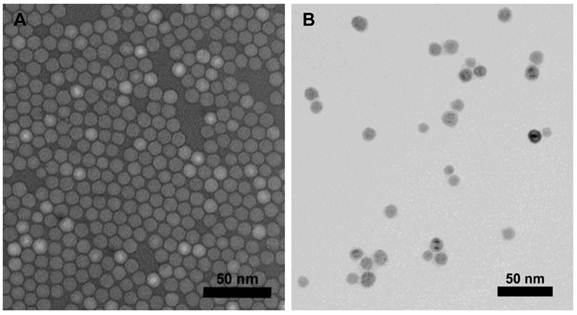 Theranostics Image