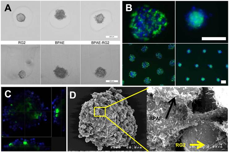 Theranostics Image