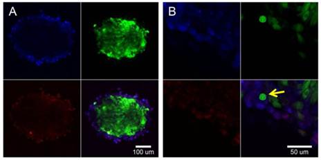 Theranostics Image