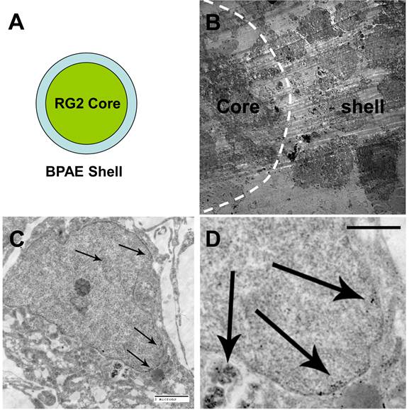 Theranostics Image