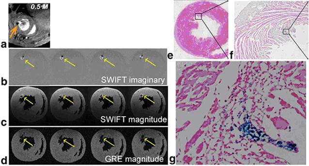 Theranostics Image