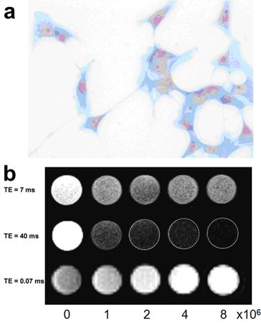 Theranostics Image