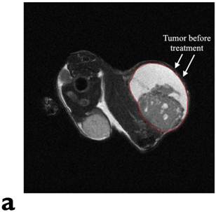 Theranostics Image