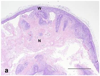 Theranostics Image