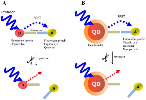 Theranostics Image