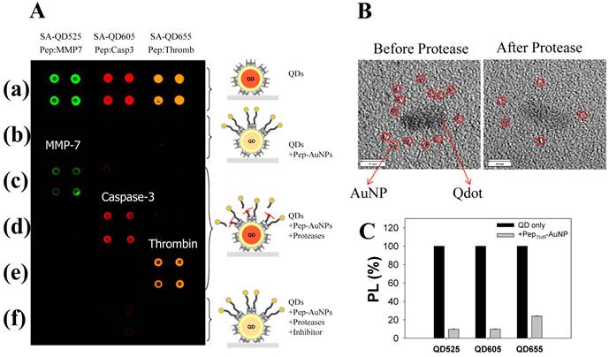 Theranostics Image