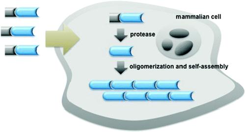 Theranostics Image