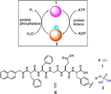 Theranostics Image