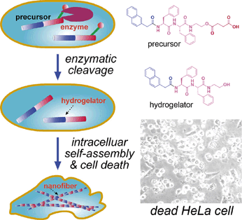 Theranostics Image