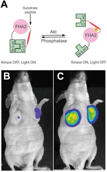 Theranostics Image