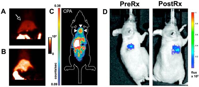 Theranostics Image