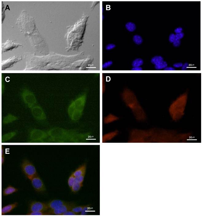 Theranostics Image