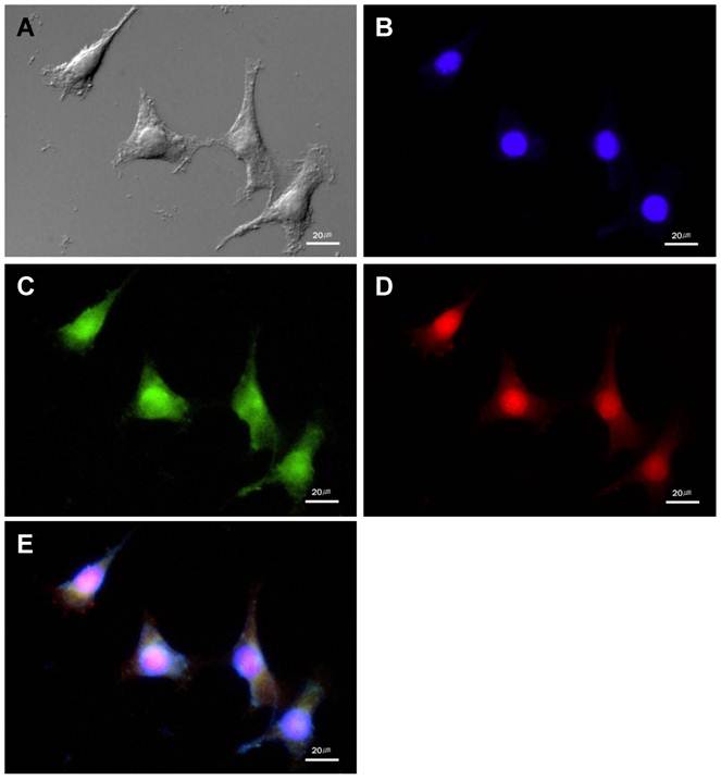 Theranostics Image