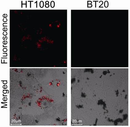 Theranostics Image