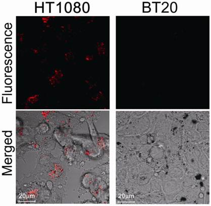 Theranostics Image