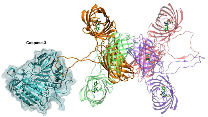 Theranostics Image