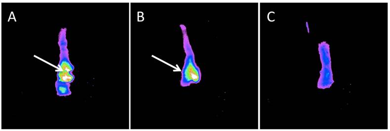 Theranostics Image