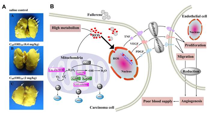 Theranostics Image