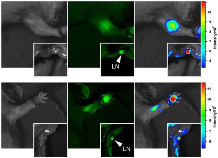 Theranostics Image