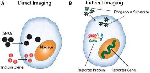 Theranostics Image