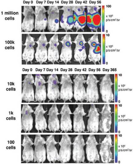 Theranostics Image