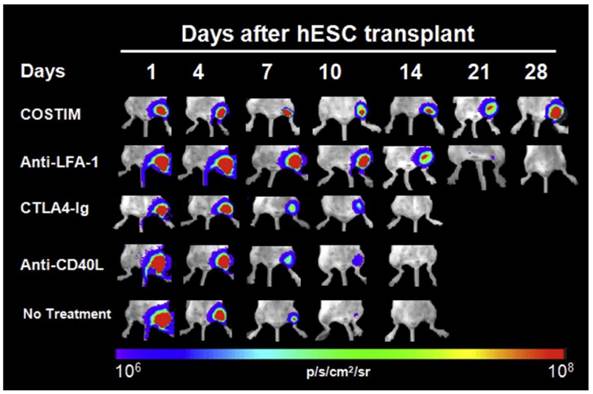 Theranostics Image