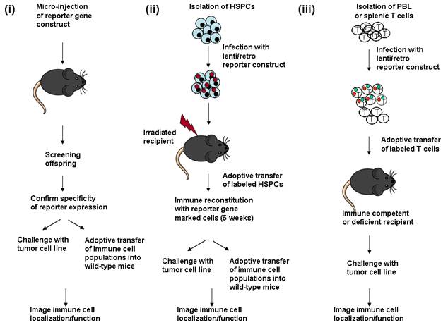 Theranostics Image