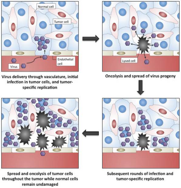 Theranostics Image